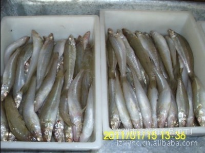 崔華榮優質沙丁魚 冷凍粗加工水產品廠家直銷，盡享源頭好貨